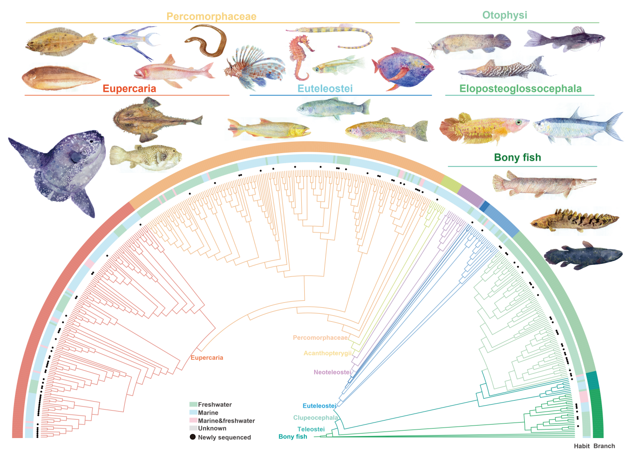水生所牽頭發布“萬種魚類基因組計劃（FISH10K）”首期成果覆蓋世界真骨魚類目級分類單元